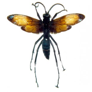 Pode incluir: Uma vespa preta e amarela com pernas longas e asas abertas. A vespa está montada em um fundo branco.