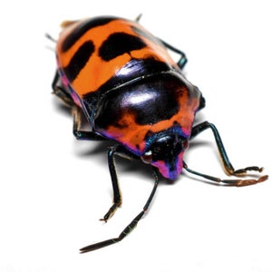May include: A close-up of a colorful beetle with black, orange, and purple markings. The beetle has long legs and antennae.