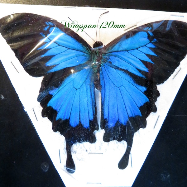 Pack  of 2 blue swallowtail butterflies papilio ulysses already spread A1 to aa-(see picture) , for all your taxidermy art projects