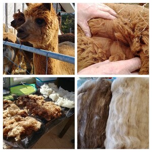 Peut inclure: Un collage d'images mettant en vedette des alpagas et leur fibre. Une image montre un gros plan du visage d'un alpaga, tandis qu'une autre montre des mains examinant la fibre. D'autres images présentent de la fibre d'alpaga brute de différentes nuances de marron et de blanc.