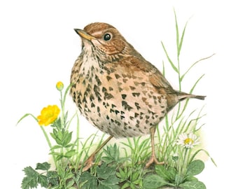 Grive musicienne : impression d'une aquarelle originale de Jan Taylor.