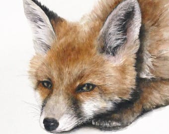 FOX Signed print of a watercolour painting of a Red Fox by Jan Taylor.