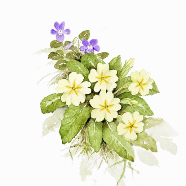 Primroses and Violets. Signed print of a watercolour painting by Jan Taylor