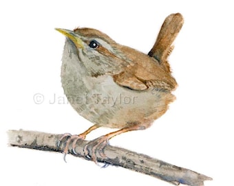 Wren painting: Print of an original watercolor by Jan Taylor.