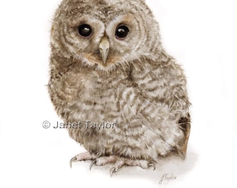 owl painting etsy