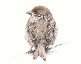 YOUNG SPARROW: Signed print of a watercolour painting by Jan Taylor.