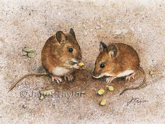 MOUSE PAINTING:  Print of an original watercolour by Jan Taylor, 'A Pair of Wood Mice' 6 x 8 inches plus border