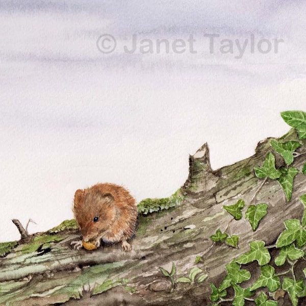 Field Vole on an ivy-covered log. PRINT of a watercolour painting by Jan Taylor