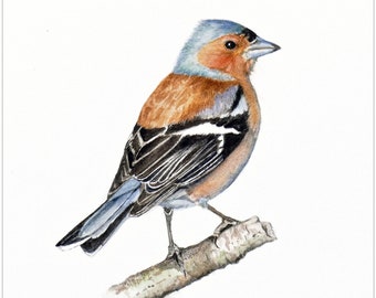 Pinson des arbres - Estampe signée d'une aquarelle de Jan Taylor. Format A5 adapté aux tapis/support/cadre A5 ou 7 x 5 pouces.