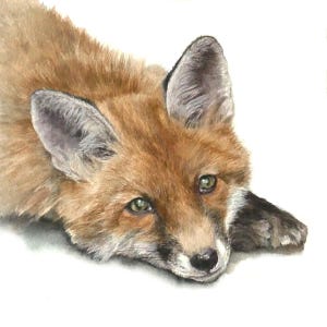 FOX Stampa firmata di un dipinto ad acquerello di Jan Taylor, Red Fox 2