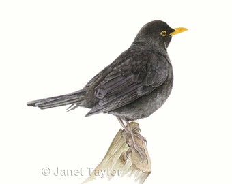 BLACKBIRD, signed print of a watercolour painting of a male blackbird by Jan Taylor.