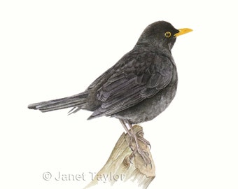 BLACKBIRD, estampe signée d'une aquarelle d'un merle mâle par Jan Taylor.