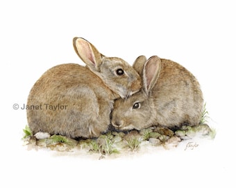 Rabbit painting: A4 size (297mm x 210mm) signed print of a pair of young rabbits by Jan Taylor