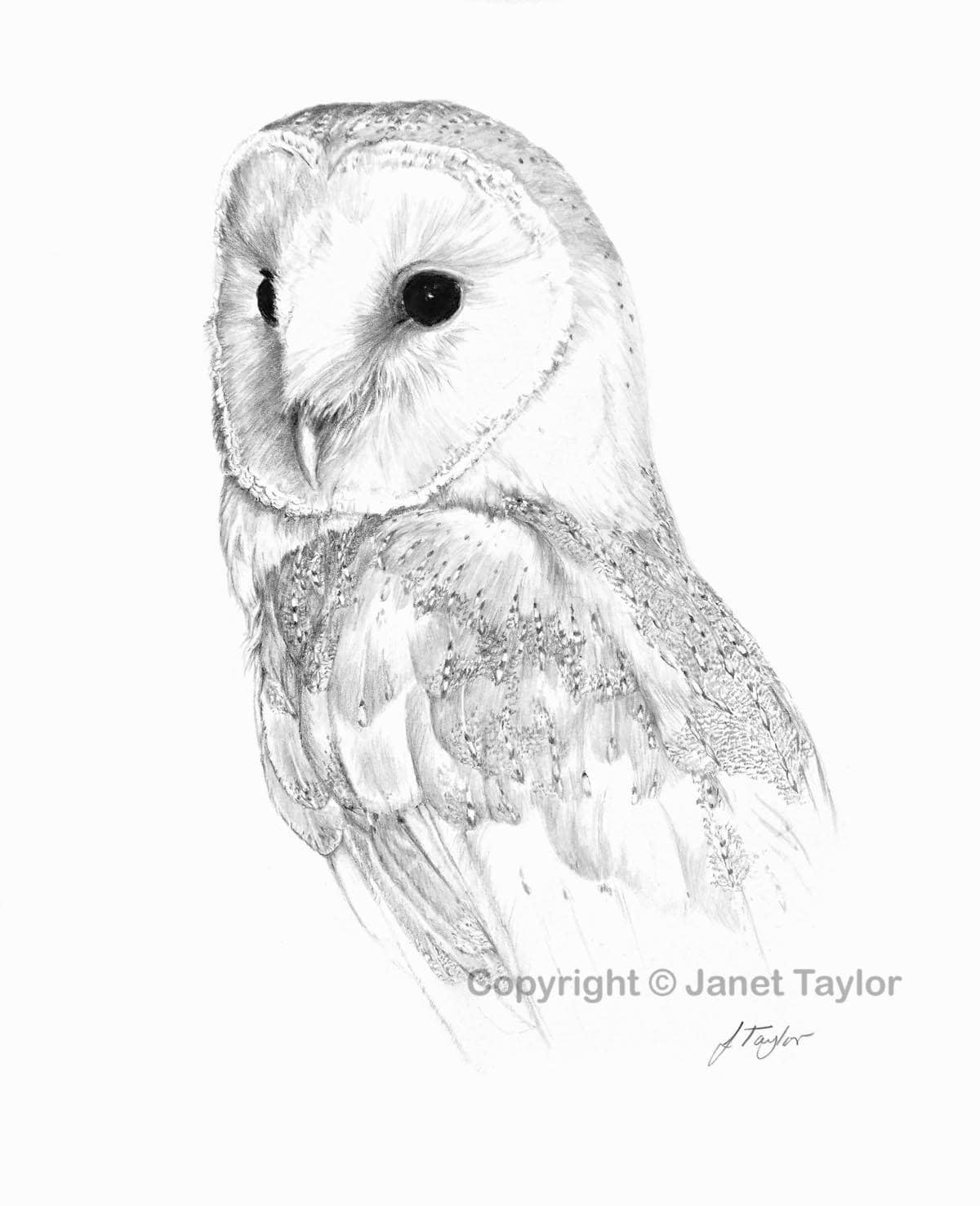 BARN OWL drawing Print of original graphite drawing by Jan