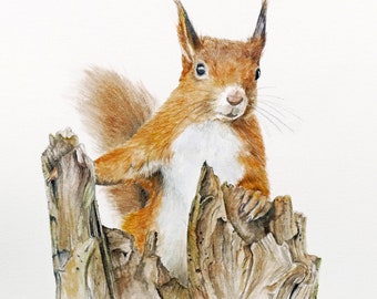 Squirrel 2 - Signed print of a watercolour painting of a Red Squirrel by Jan Taylor.