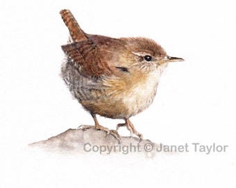 Wren: Signed print of an original watercolour painting by Jan Taylor.