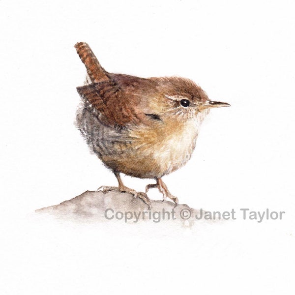 Wren: Signed print of an original watercolour painting by Jan Taylor.