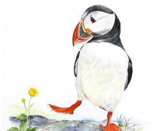 PUFFIN:  Signed print of a watercolour painting by Jan Taylor