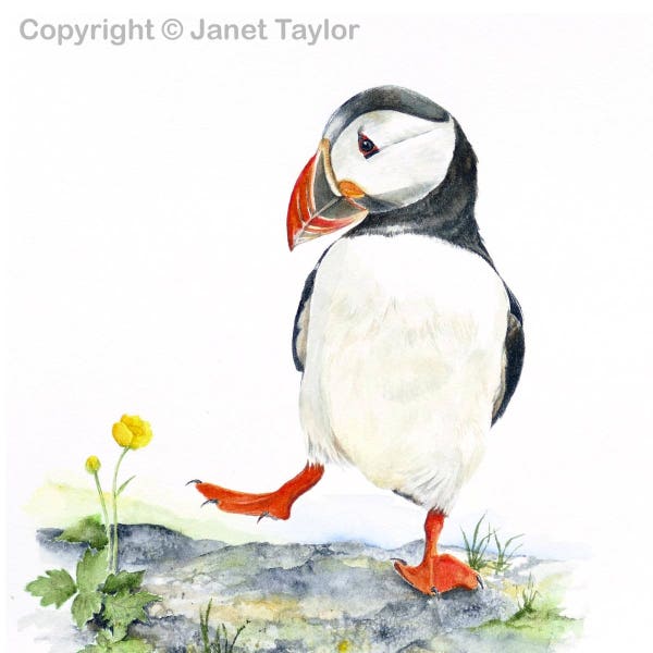 PUFFIN:  Signed print of a watercolour painting by Jan Taylor