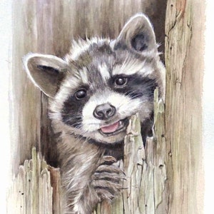YOUNG RACCOON:  Signed print of a watercolour painting by Jan Taylor