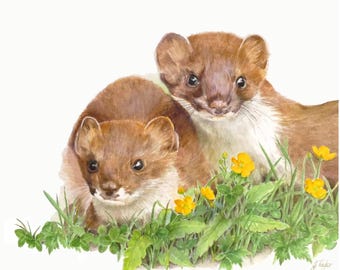 Stoat painting - Print of a watercolour painting by Jan Taylor:  Stoats.