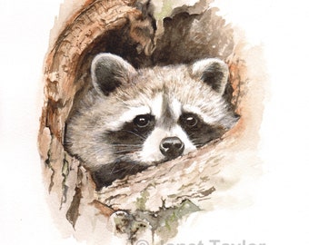 RACCOON:  Signed print of a watercolour painting by Jan Taylor