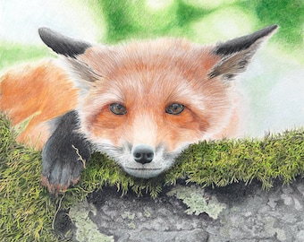 Fox- Colored Pencil Print