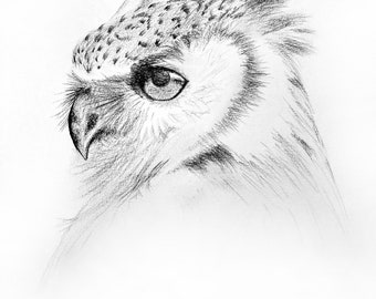 Fine Art Print of Graphite Illustration: Owl by Christie A. Langley