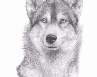 Oryginalny Rysunek Ołówkiem Pływające Bald Eagle Bird