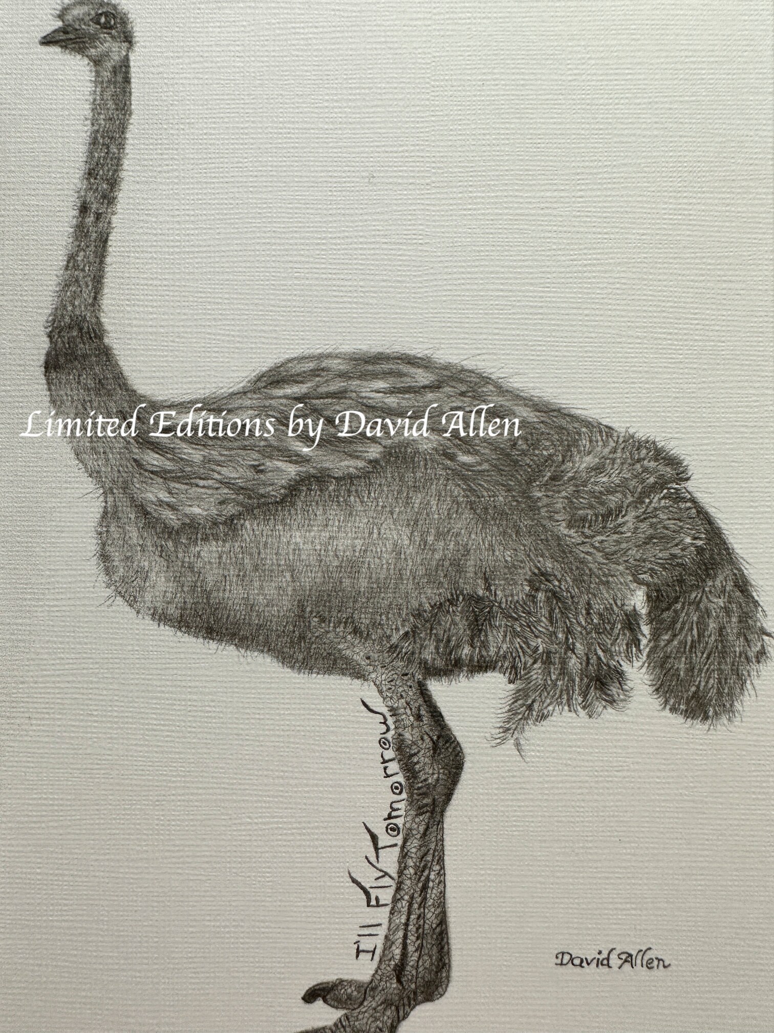 Ostrich Bird Africa Nature Wildlife Graphite Pencil Art Sketch 
