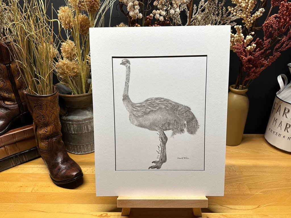 Ostrich Bird Africa Nature Wildlife Graphite Pencil Art Sketch 