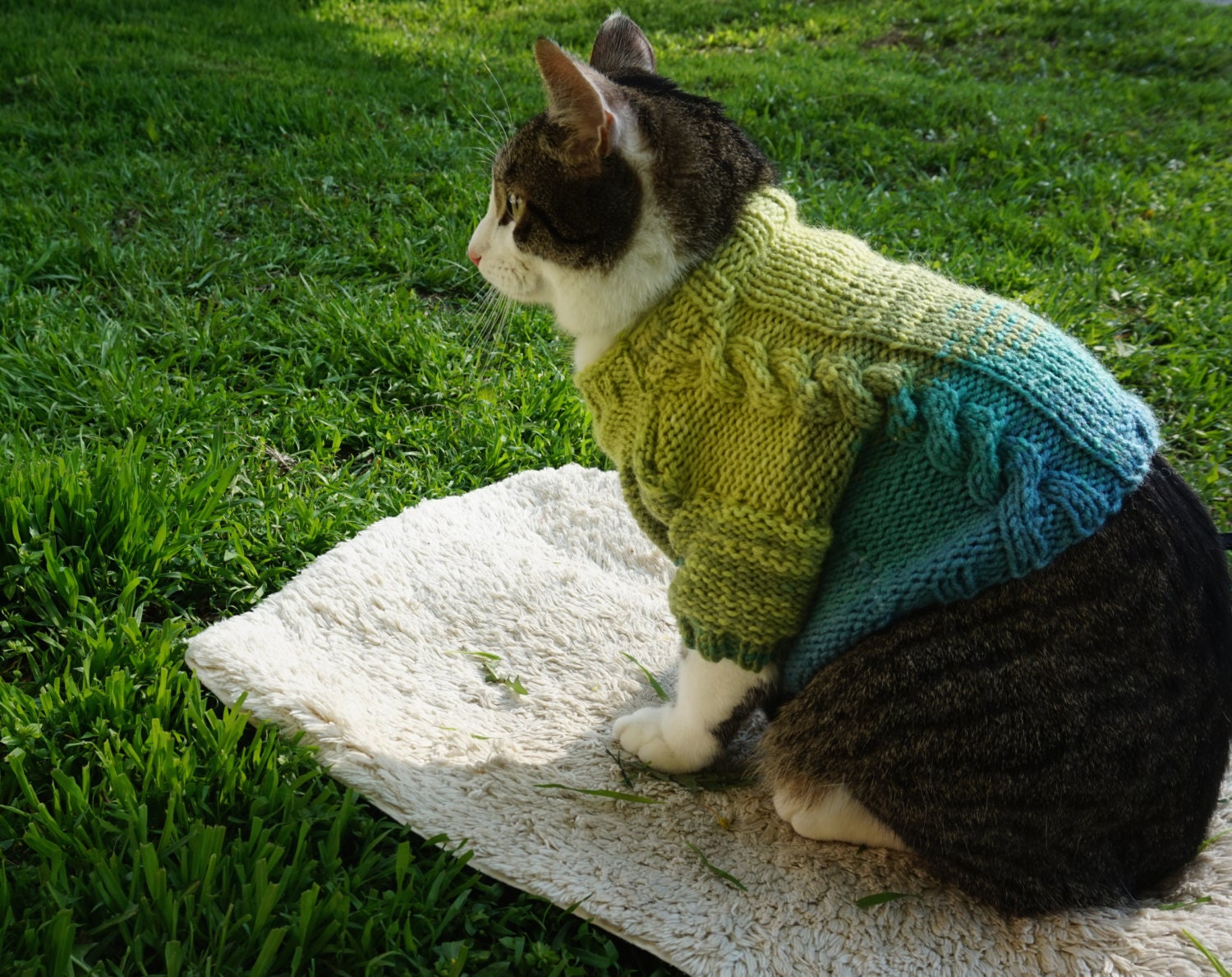 Кот в кофте. Вязаная одежда для кошек. Кот в свитере. Свитер для кошки. Вязаный свитер для кота.