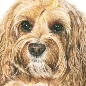 Cockapoo “daisy”. A Colored Pencil Pet Portrait Giclee Print - Etsy