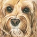 Cockapoo “daisy”. A Colored Pencil Pet Portrait Giclee Print - Etsy