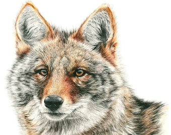 Original hand drawn Colored Pencil Drawing of a Coyote. 16 x 18.5 inch framed