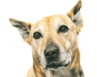 Lab mix - "Hagar" a Colored Pencil Pet Portrait Print