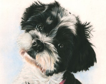 Shih Tzu, “Zoey”, a colored Pencil Pet Portrait Giclee Print