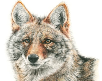 Coyote. A Colored Pencil Drawing Giclee Print.
