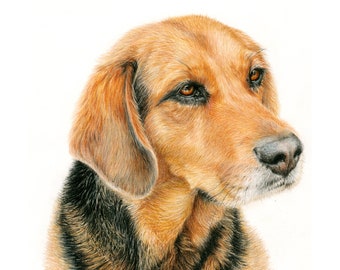 Hound mix - "Blossom" a Colored Pencil Pet Portrait Print