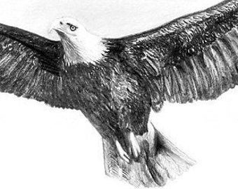 Eagle.  8.5" x 11" Giclee print of an original Graphite pencil drawing.  Matted, ready to frame and gift ready!