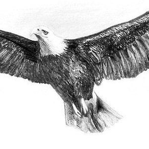 Eagle.  8.5&quot; x 11&quot; Giclee print of an original Graphite pencil drawing.  Matted, ready to frame and gift ready!