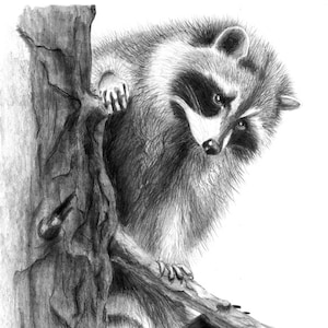Raccoon Giclee art print of an original Graphite pencil drawing.  Matted, ready to frame and gift ready!