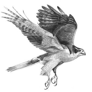 Goshawk.  Giclee print of an original Graphite pencil drawing.  Matted, ready to frame and gift ready!