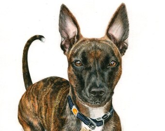 Hound mix - "Layla" a Colored Pencil Pet Portrait Print