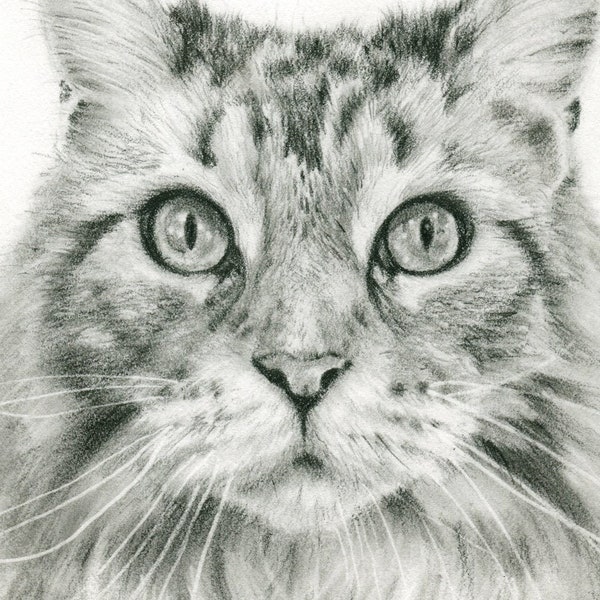 Maine Coon Giclee art print of my original Graphite pencil drawing.  Matted, ready to frame and gift ready!