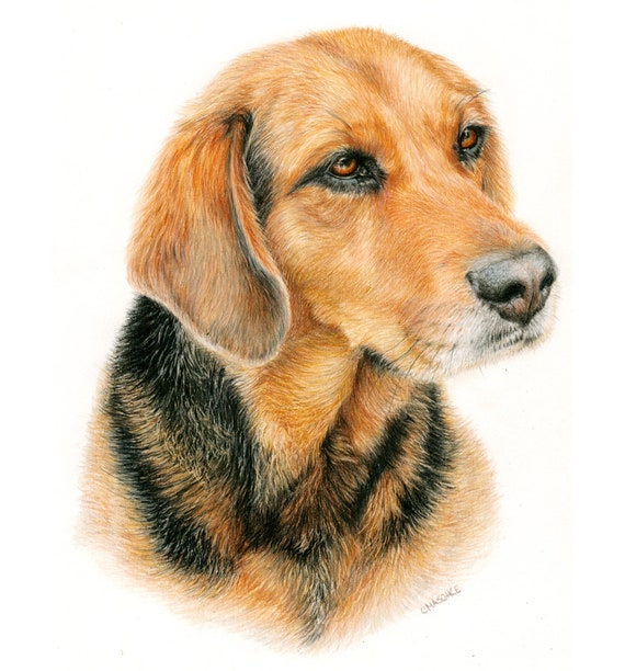 Hound mix - "Blossom" a Colored Pencil Pet Portrait Print