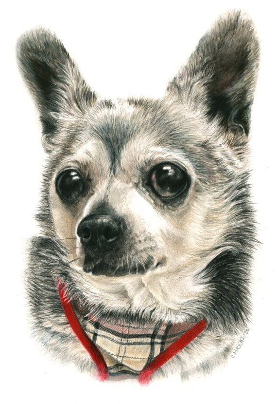 Chihuahua - "Paluche" a Colored Pencil Pet Portrait Print