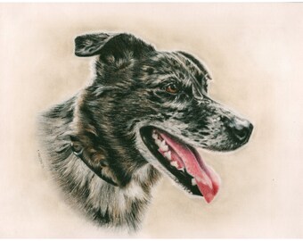 Catahoula Leopard Dog - "Kofi" a Colored Pencil Pet Portrait Print