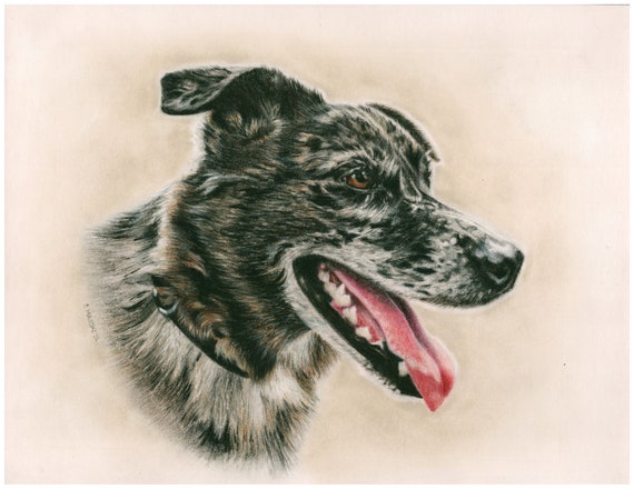 Catahoula Leopard Dog - "Kofi" a Colored Pencil Pet Portrait Print