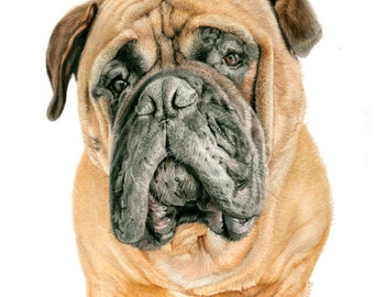 Bull Mastiff - "Mojo" a Colored Pencil Pet Portrait Print
